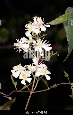 Traveller es Joy / alten Mannes Bart / Goatsbeard-Clematis Brachiata / Aristata-Familie Butterblume Stockfoto