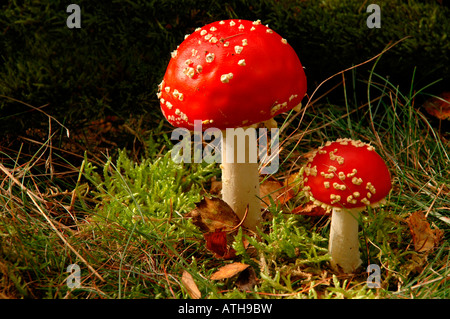 Eine Nahaufnahme von zwei Fliegenpilz, Amanita Muscaria, Stockfoto