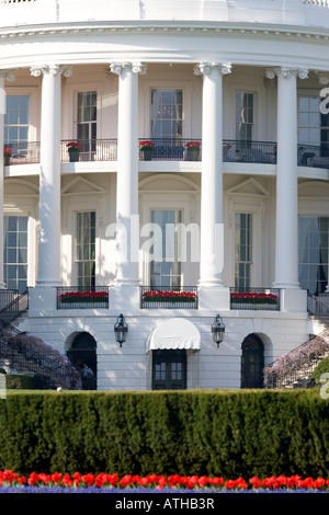 Nahaufnahme von der Rückseite des weißen Hauses, Washington DC, mit dem Truman Balcony im Frühling mit Tulpen und Glyzinien. Stockfoto