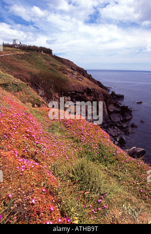 Lizard Halbinsel Klippe Blumen Englands Küsten Fußweg am südlichsten Punkt West Country Cornwall England uk gb Stockfoto