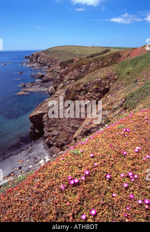 Lizard Halbinsel Klippe Blumen Englands Küsten Fußweg am südlichsten Punkt West Country Cornwall England uk gb Stockfoto