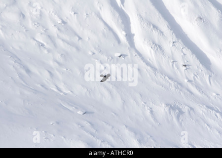 Alpine Alpenkrähe Pyrrhocorax graculus Stockfoto