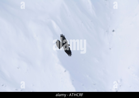 Alpine Alpenkrähe Pyrrhocorax graculus Stockfoto