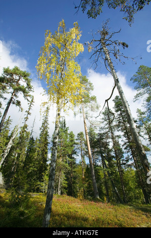 Eine herbstliche Birke in einem Nadelwald; Muddus Nationalpark Laponia World Heritage Area Lappland Schweden Stockfoto