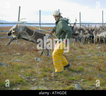 Aufrundung Rentier im Herbst; Kuorpak, in der Nähe von Jokkmokk, Lappland, Schweden. Stockfoto