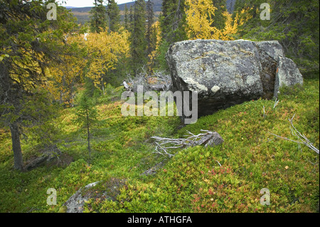 Ein Stein in der Mitte des alten Waldbestands Mt Nammasj Kvikkjokk Lappland Schweden Stockfoto