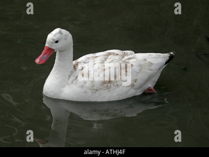 Unreife (Coscoroba Coscoroba) Coscoroba Schwan, Slimbridge WWT, Gloucestershire, England Stockfoto