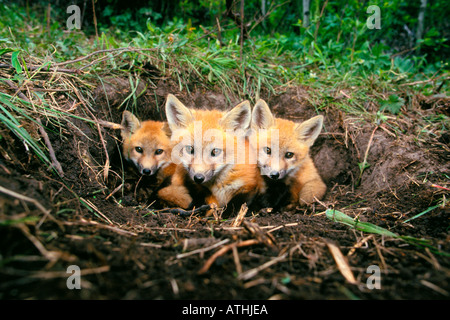 Rotfuchs-Welpen in der Höhle in Colorado Stockfoto