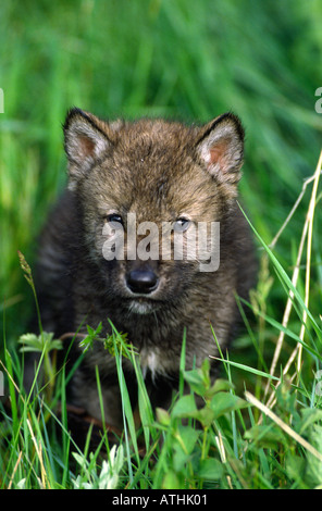 Holz oder grauer Wolf Welpe Stockfoto