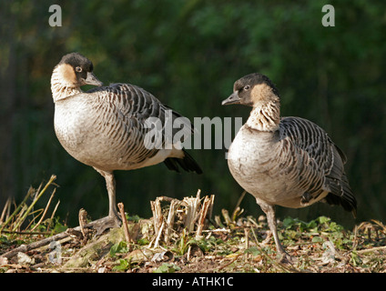 Paar von Hawaiian Gänse / Branta Sandvicensis / Nene Stockfoto