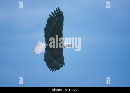 Adler im Flug Stockfoto