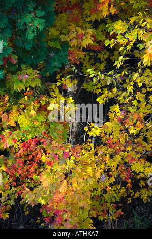 Ahorn-Blätter in vollem Herbstfarben gegen den dunklen Wald-Rand mit Zeder Blätter im Foto New Brunswick, Kanada Stockfoto