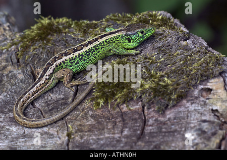 Sand-Eidechse (Lacerta Agilis), männliche ein Sonnenbad nehmen Stockfoto