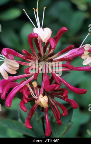 Lonicera Periclymenum 'Serotina', spät niederländischen Geißblatt, duftenden, lila Blüten, Klettern Gartenpflanze Geißblätter loniceras Stockfoto