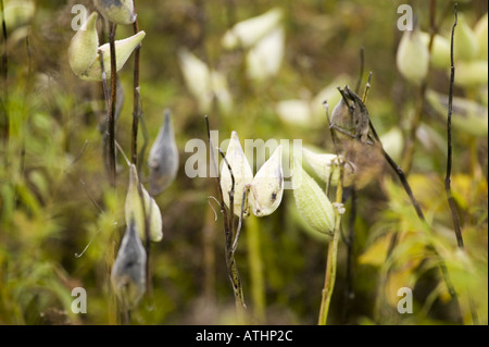 Gemeinsamen Seidenpflanze Asclepias Syriaca Samenkapseln im Herbst Upstate New York NY USA Stockfoto