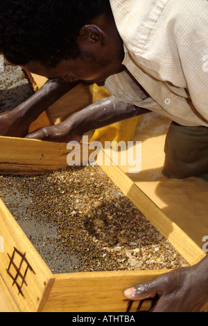 Diamant-Sichter im Bachbett, Tortiya, Côte d ' Ivoire (Elfenbeinküste) Stockfoto