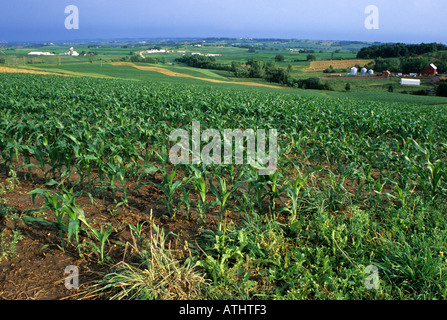Iowa-Mais-Feld, Ackerland, in der Nähe von Balltown, Iowa, USA Stockfoto