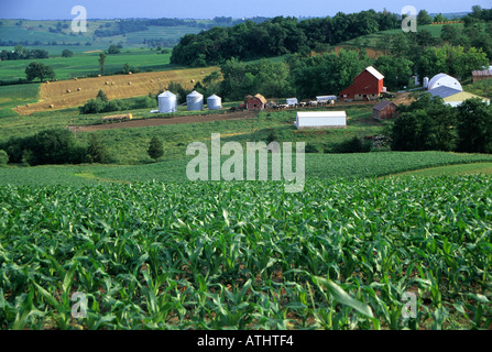 Iowa-Mais-Feld in der Nähe von Balltown, Iowa, USA Stockfoto