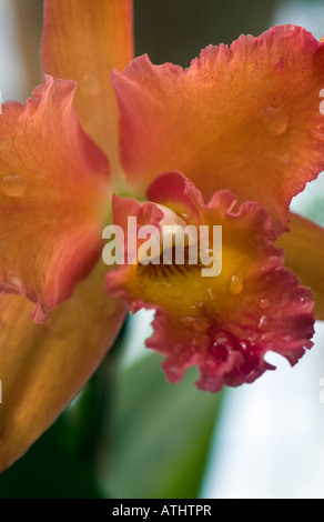 Enge Schuss orange Cattleya Orchidee Stockfoto