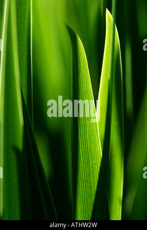 Schattenwurf als Sonnenlicht scheint durch grüne Blätter eine gelbe Flagge Iris (SP. Iris Pseudacorus). Stockfoto