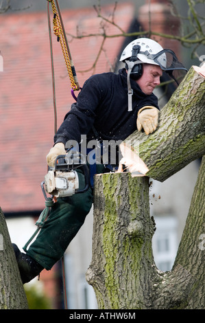 Baum-Feller schneiden durch einen dicken Stamm Stockfoto