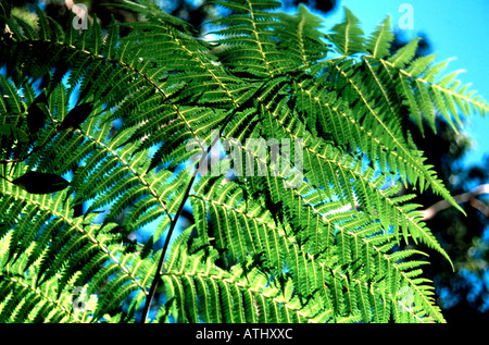 Farn in Blue Mountains, Australien Stockfoto