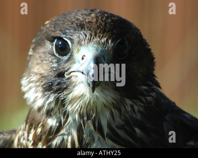 Nahaufnahme von Falcon-Kopf Stockfoto