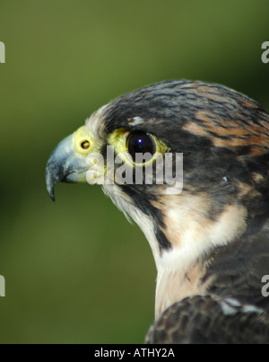 Nahaufnahme von Falcon-Kopf Stockfoto