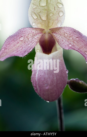 Lady Slipper in rosa, Paphiopedilum Orchideen. Stockfoto