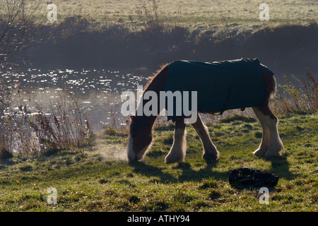 Clydesdale-Pferde weiden auf einem eisigen Herbsttag Stockfoto