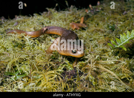 Die Oregon Ensatina Salamander Ensatina Eschscholtzii NEWT Stockfoto