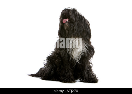 schwarzer Schäferhund nachschlagen isoliert auf weißem Hintergrund Stockfoto