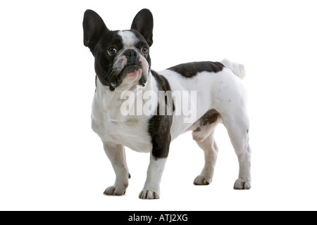 Französische Bulldogge isoliert auf weißem Hintergrund Stockfoto