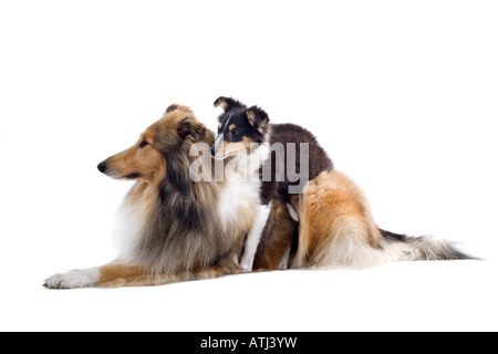 Schotisch Collie Hunde isoliert auf weißem Hintergrund Stockfoto