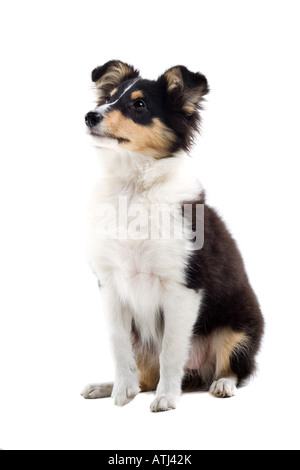 Schotisch Collie Hunde isoliert auf weißem Hintergrund Stockfoto