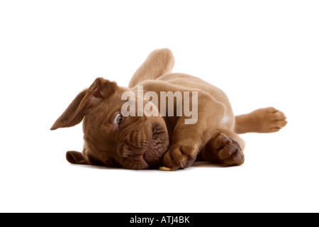 Französischen Bordeaux Hund Welpe isoliert auf weißem Hintergrund Stockfoto