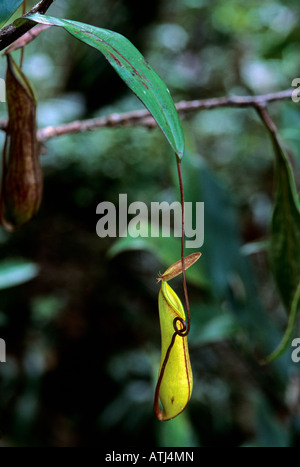 Kannenpflanze Nepenthes Tentaculata Mt Kinabalu National Park.  Sabah, Malaysia.  Borneo Stockfoto