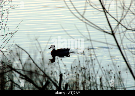 Eine Silhouette Stockente, Schwimmen am Tittisworth Stausee In Staffordshire England. Stockfoto