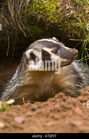 Amerikanischer Dachs, Taxidea Taxus, Minnesota, USA Stockfoto