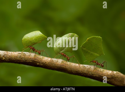 BLATTSCHNEIDERAMEISEN tragen Blätter Stockfoto
