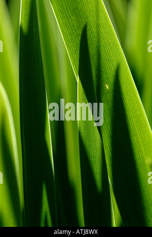 Schattenwurf als Sonnenlicht scheint durch grüne Blätter eine gelbe Flagge Iris (SP. Iris Pseudacorus). Stockfoto