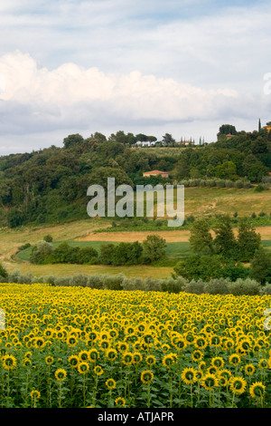 Feld von Sonnenblumen in der Toskana Italien Stockfoto