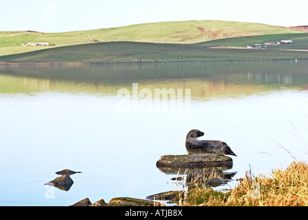 Grey seal sonnen sich auf Felsen in den Gezeiten Loch Stenness, Festland, Orkney, Schottland. Sommer Stockfoto