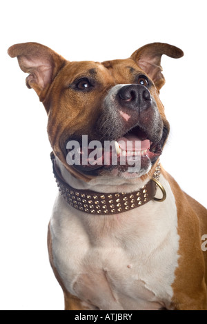 Amerikanischer Staffordshire-Terrier isoliert auf weißem Hintergrund Stockfoto