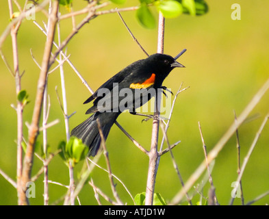 Rotschulterstärling in einem Baum Stockfoto