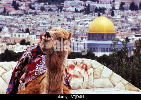 Ein Kamel ruht auf dem Ölberg in Jerusalem mit Blick auf den Felsendom und die Altstadt von Jerusalem. Stockfoto