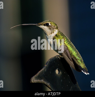Unreife männliche Ruby – Throated Kolibri thront auf einem Kleiderbügel Pflanze mit seiner Zunge verlängert. Stockfoto