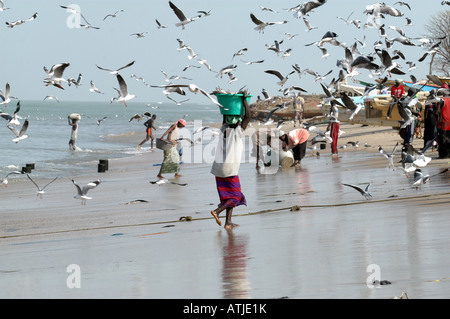 FRAU, DIE DEN FANG ENTLADEN IN TANJI. EIN FISCHERDORF IN DER GAMBIA WESTAFRIKA. Stockfoto