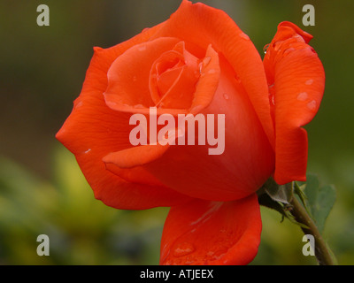 Eine rote rose mit Regentropfen drauf Stockfoto