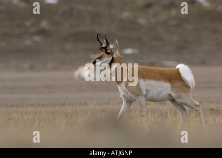 Pronghorn Antilope Antilocapra Americana männlichen fotografiert im Yellowstone National Park USA Stockfoto